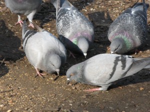 ALPINE PEST CONTROL Wild Feral Pigeon