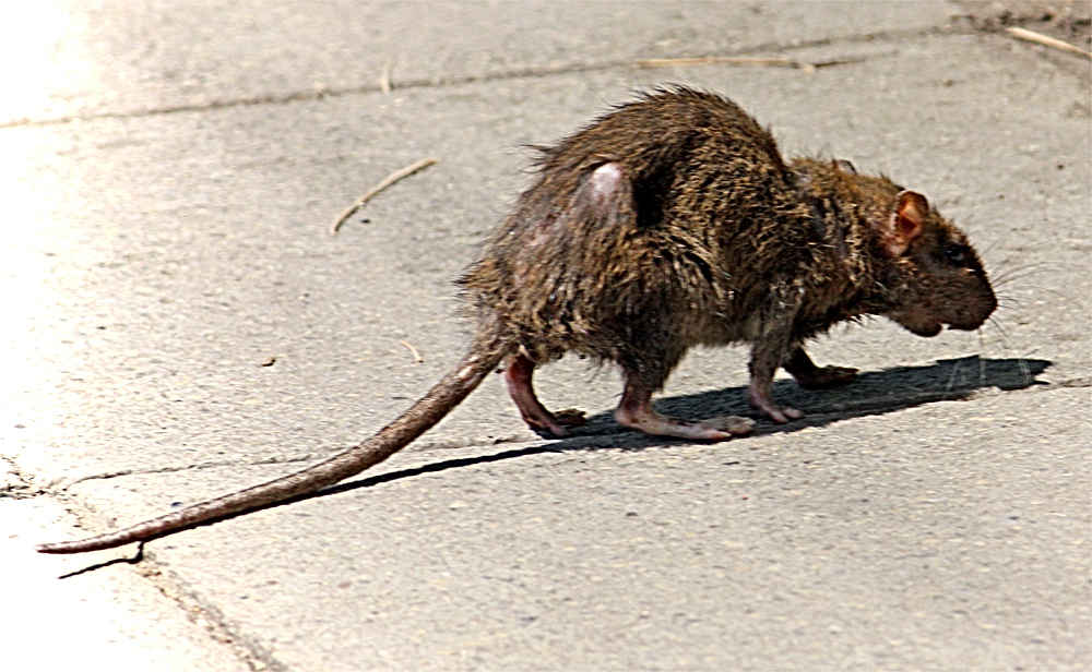 APC ALPINE PEST CONTROL Rat Removal