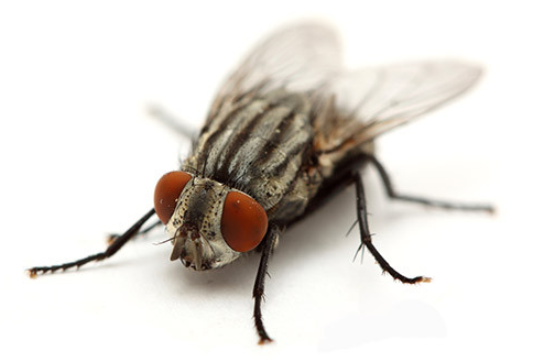 APC Alpine Pest Control Cluster Fly Management