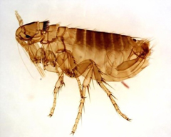 APC Alpine Pest Control Flea Management