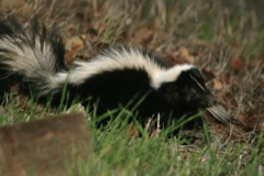 APC ALPINE PEST CONTROL Skunk Removal