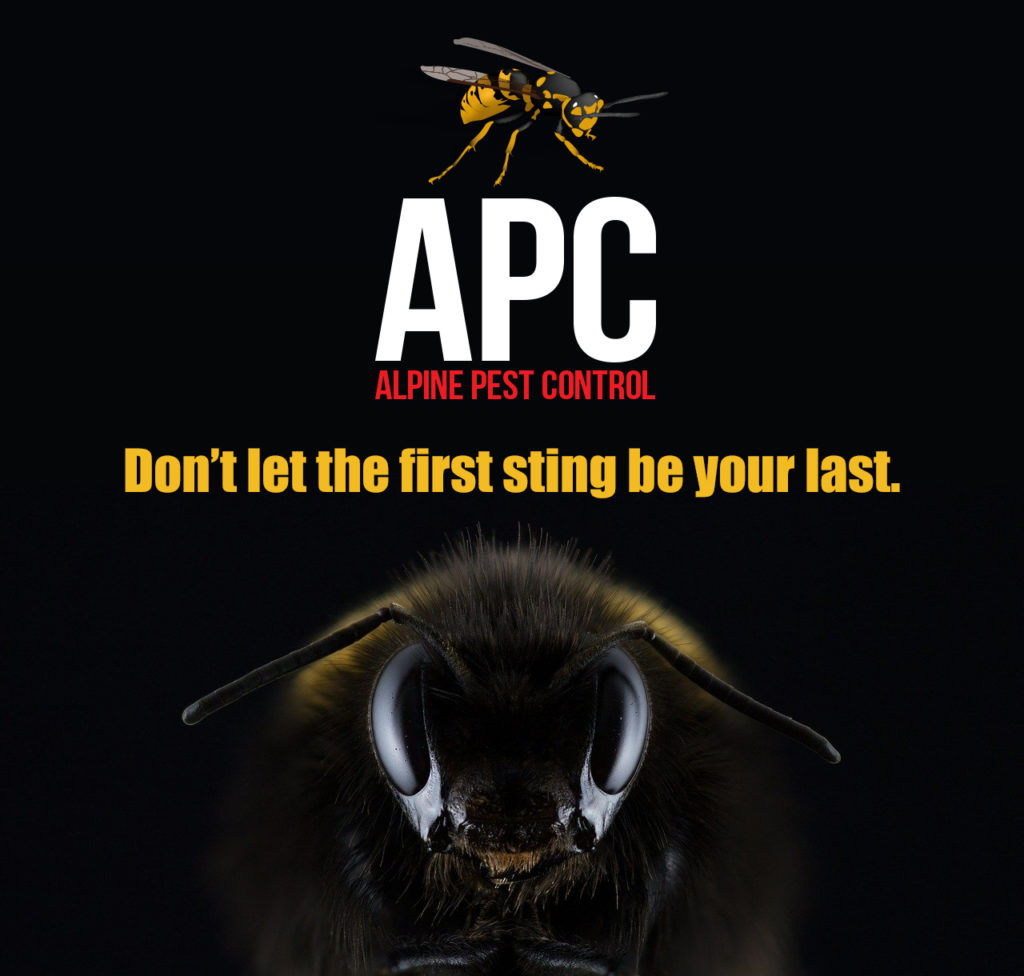Niagara-Pest-Control-APC-ALPINE-PEST-CONTROL-stinging-insect