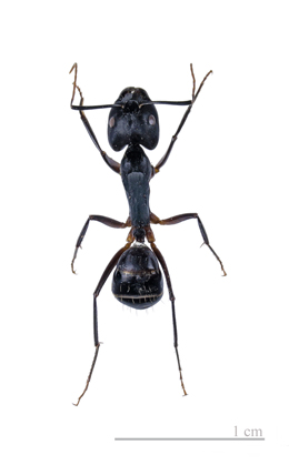 APC ALPINE PEST CONTROL Carpenter Ant Removal