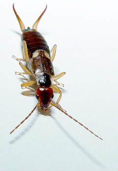 APC ALPINE PEST CONTROL Earwig Removal