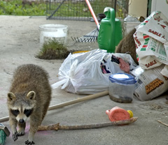 APC ALPINE PEST CONTROL Racoon Removal