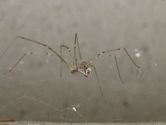 APC ALPINE PEST CONTROL Spider Removal