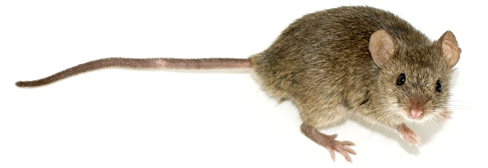 APC Alpine Pest Control Mouse Removal