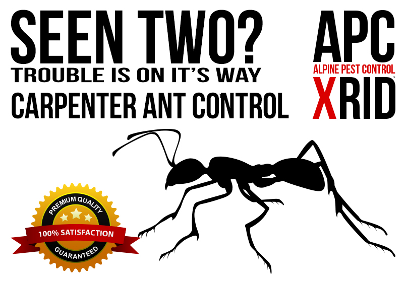 CARPENTER ANT HOUSE DESTROYER