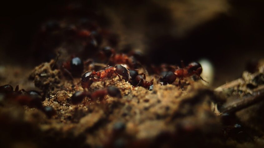 Residential Ant Infestations Niagara Pest Control Alpine Pest Control Services