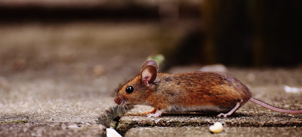 Mice - hantavirus pulmonary syndrome, a rare, rodent-borne disease